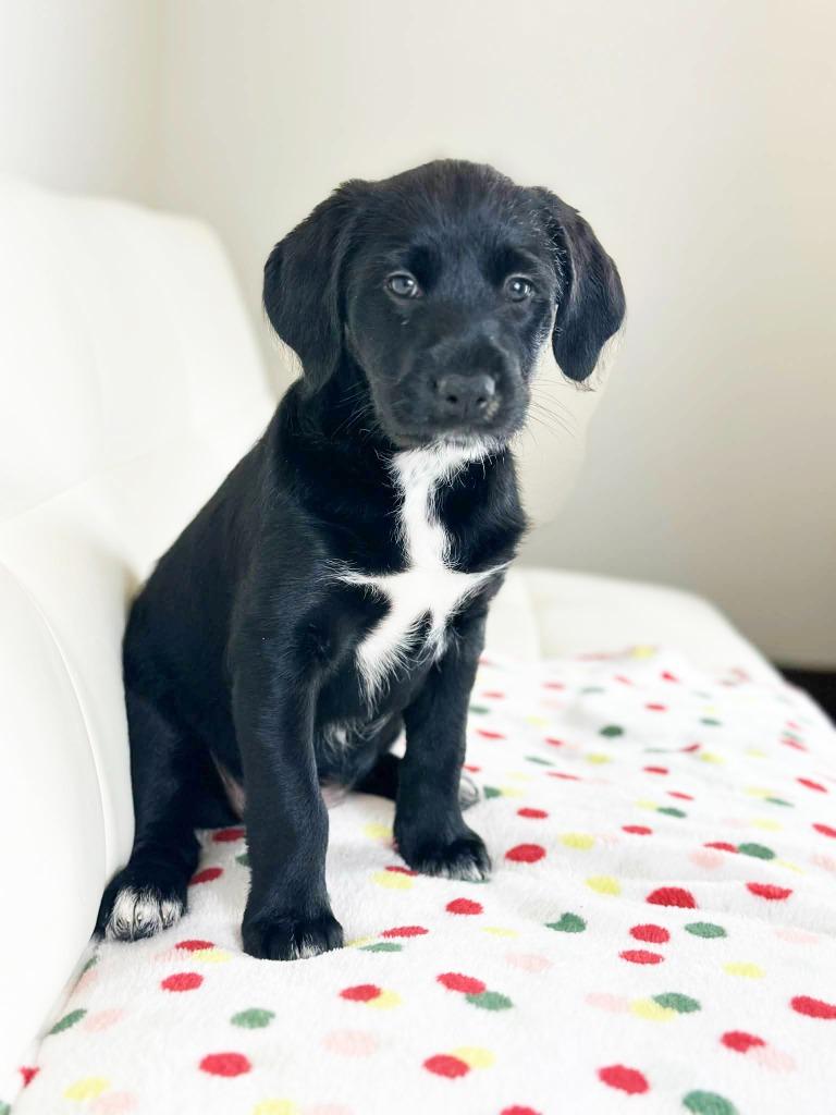 Cake Litter Red Velvet thumbnail 2