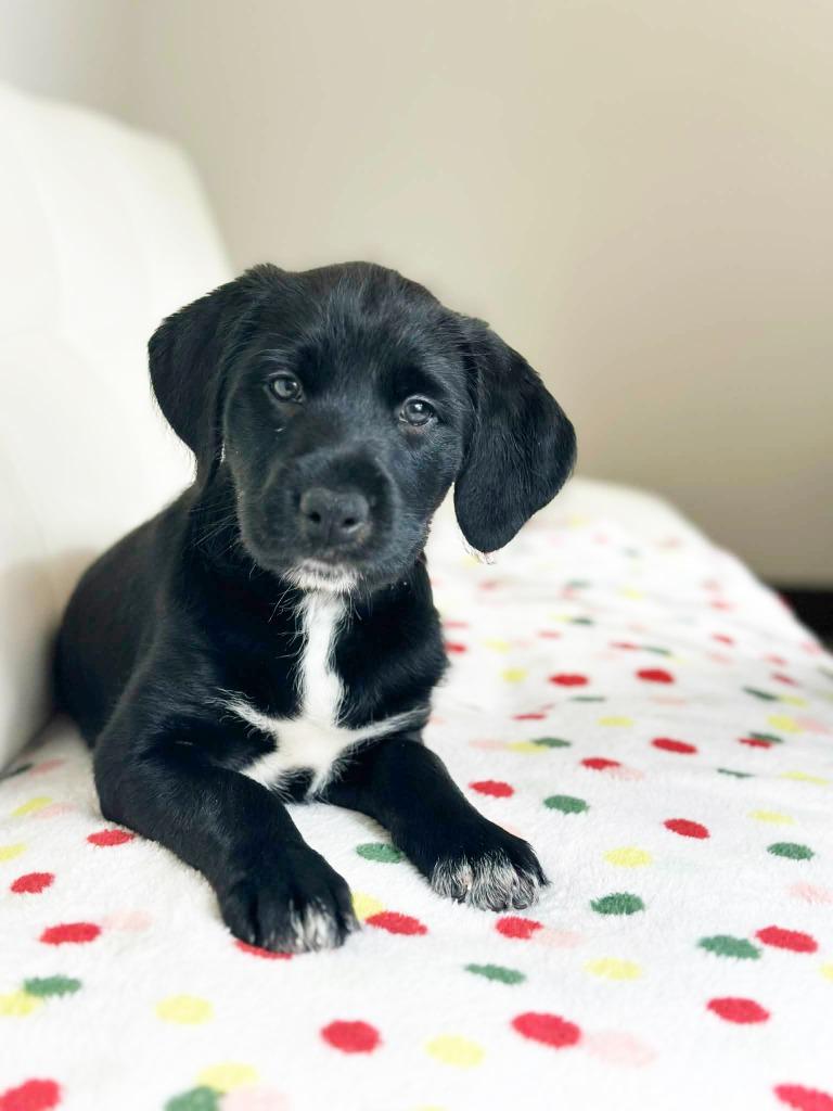 Cake Litter Red Velvet thumbnail 3