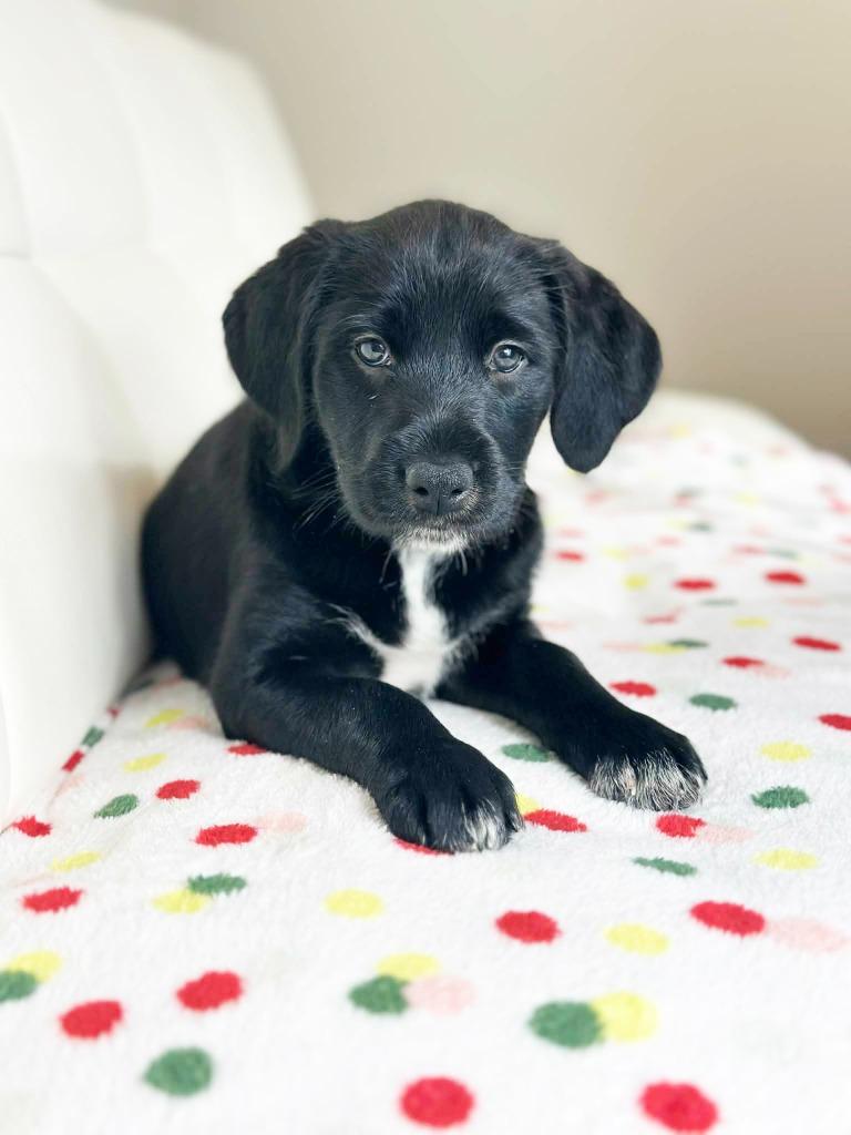 Cake Litter Red Velvet thumbnail 4