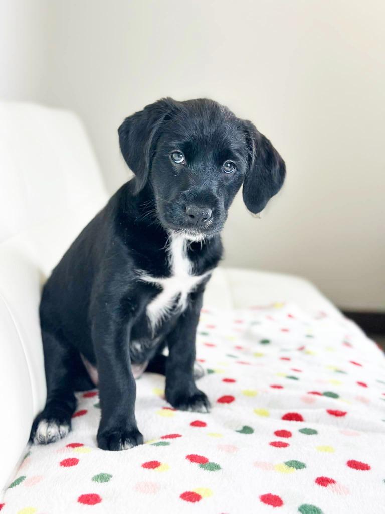 Cake Litter Red Velvet thumbnail 6