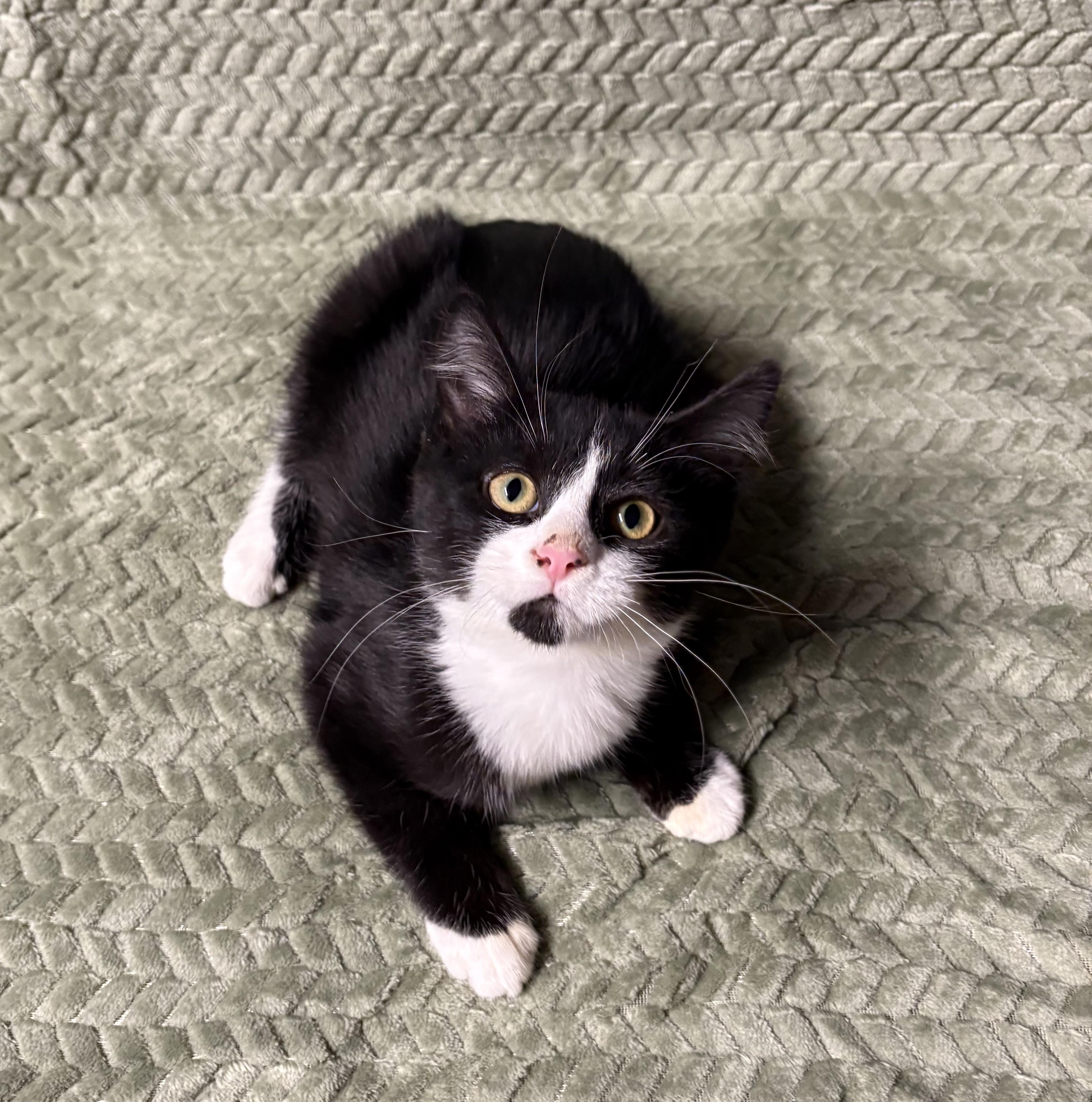 COSMO