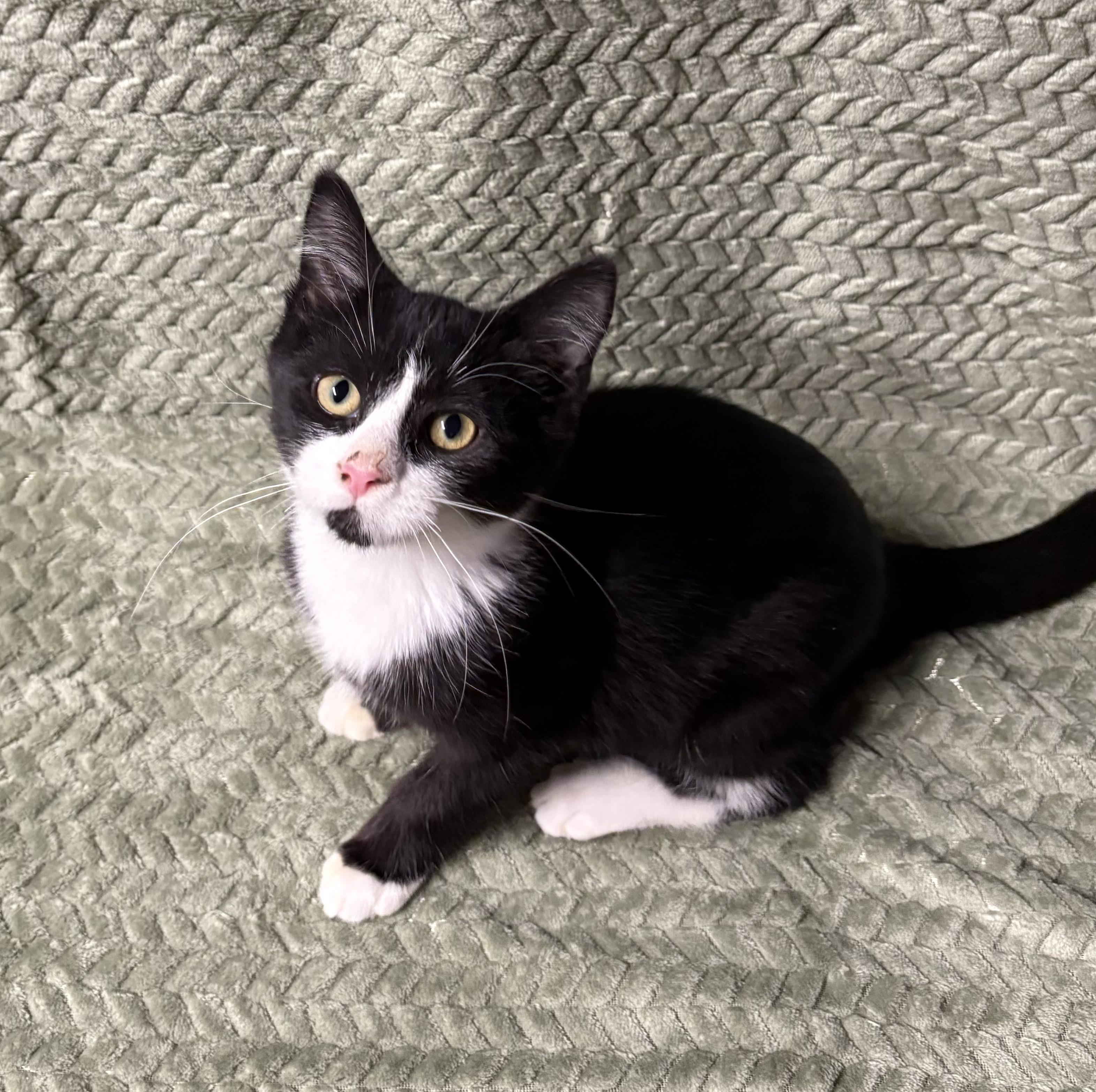 COSMO