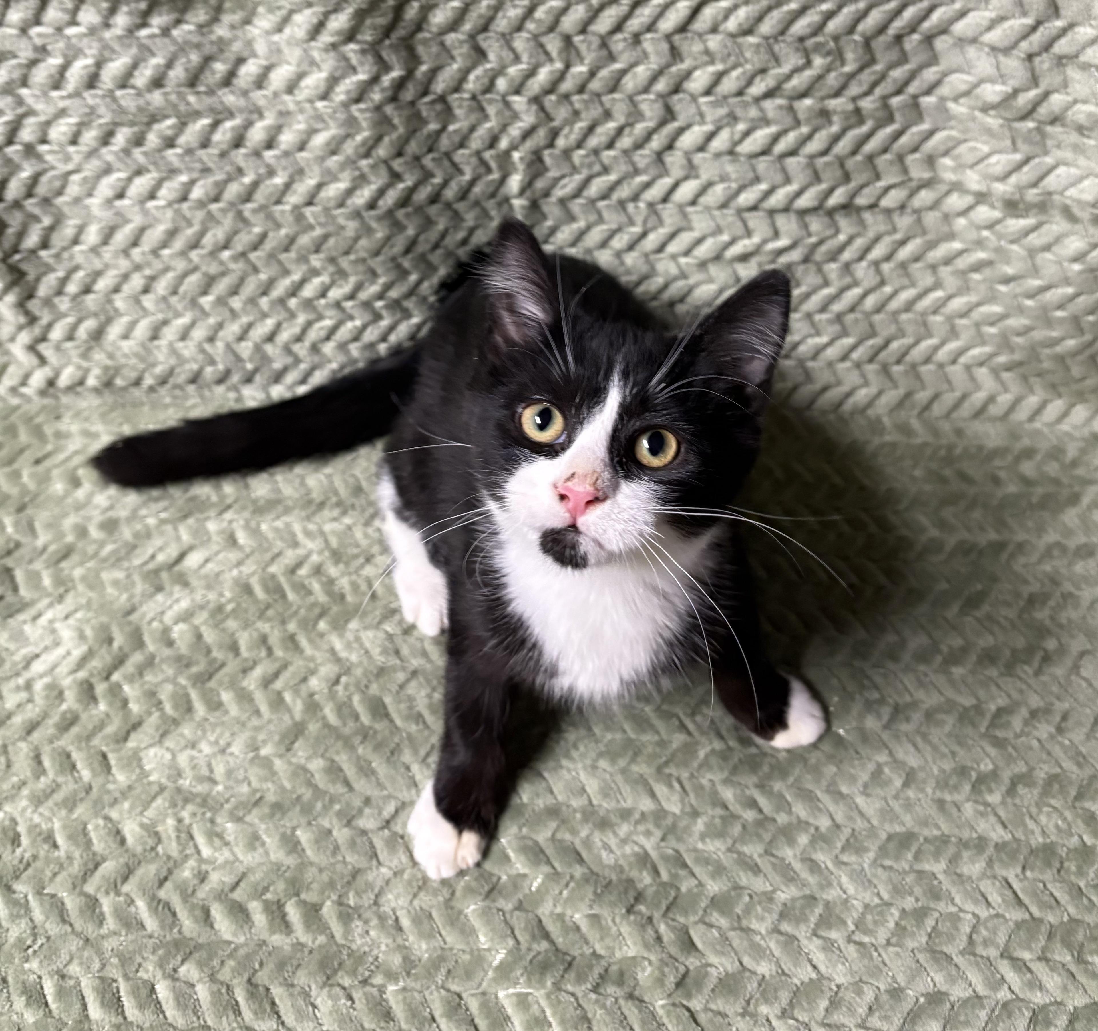 COSMO