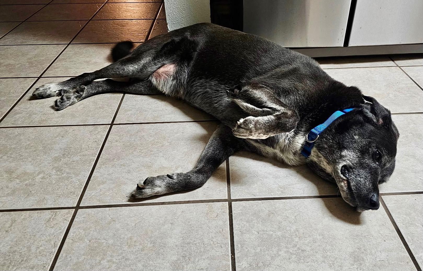 Gus, a ADOPTABLE mixed breed in San Antonio, TX image 4/4