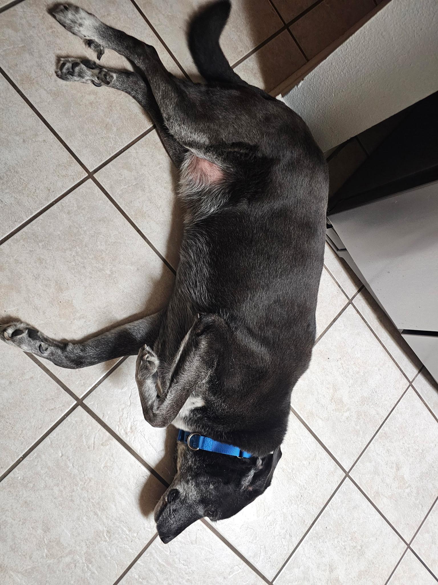 Gus, a ADOPTABLE mixed breed in San Antonio, TX image 2/4