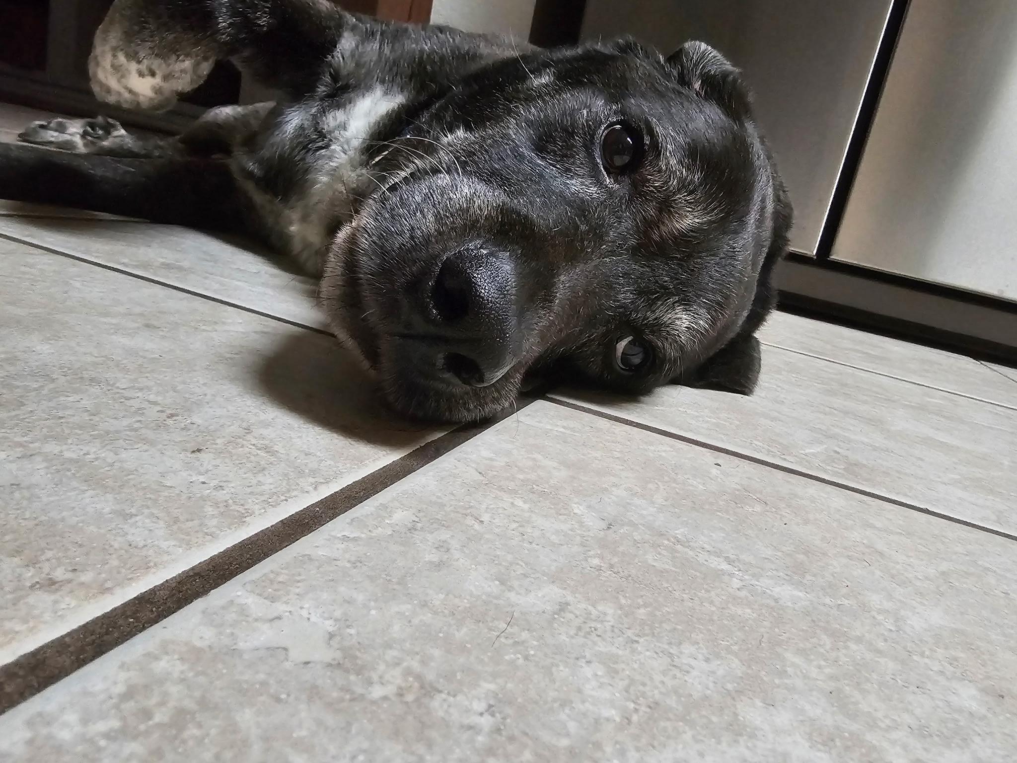 Gus, a ADOPTABLE mixed breed in San Antonio, TX image 1/4