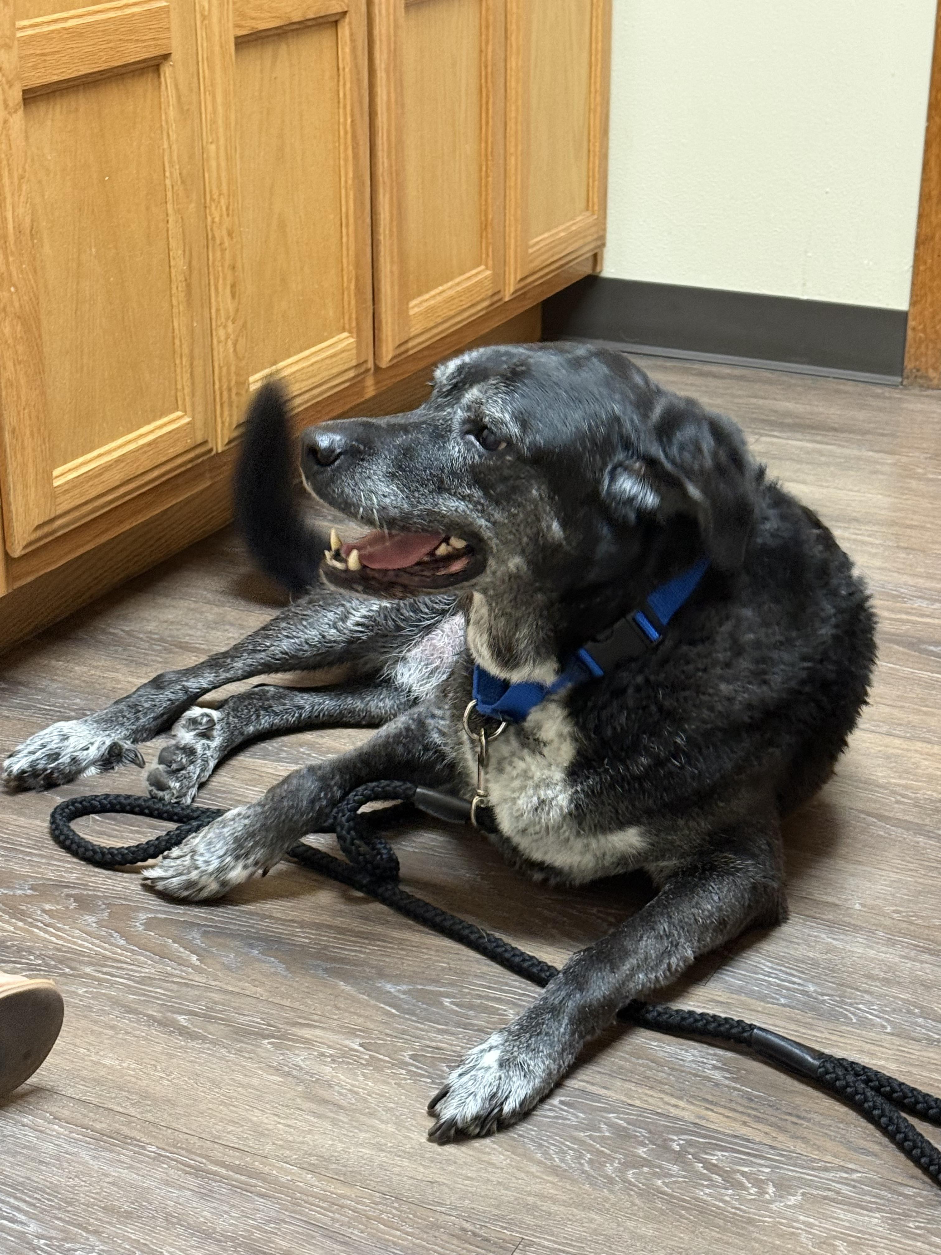 Gus, a ADOPTABLE mixed breed in San Antonio, TX image 3/4