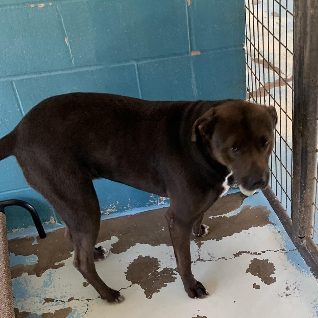 Billy, Adoptable, Adult Male Pit Bull Terrier.