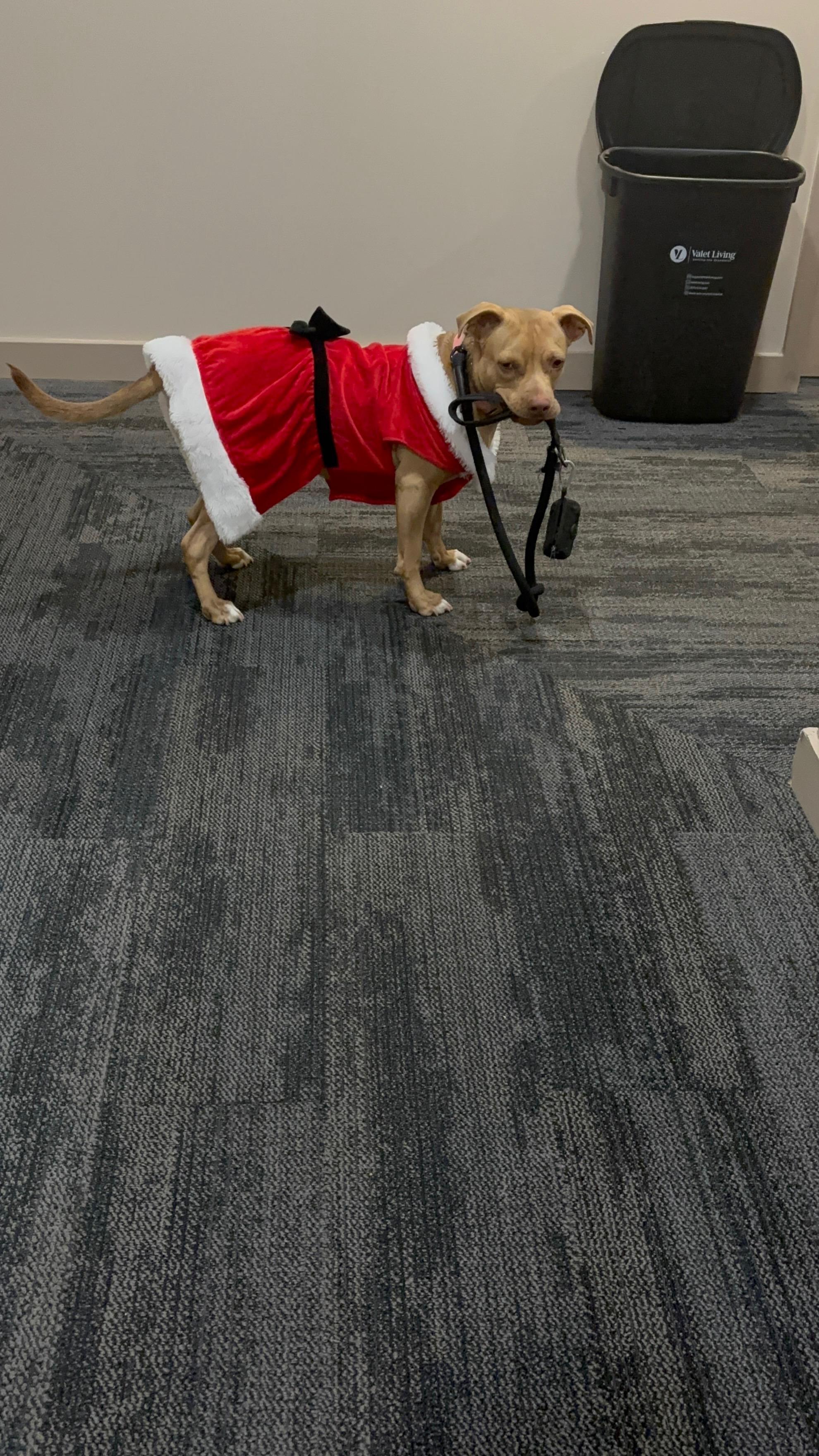 Enlarge Ava, a Adoptable mixed breed in Richmond, VA image 6/6