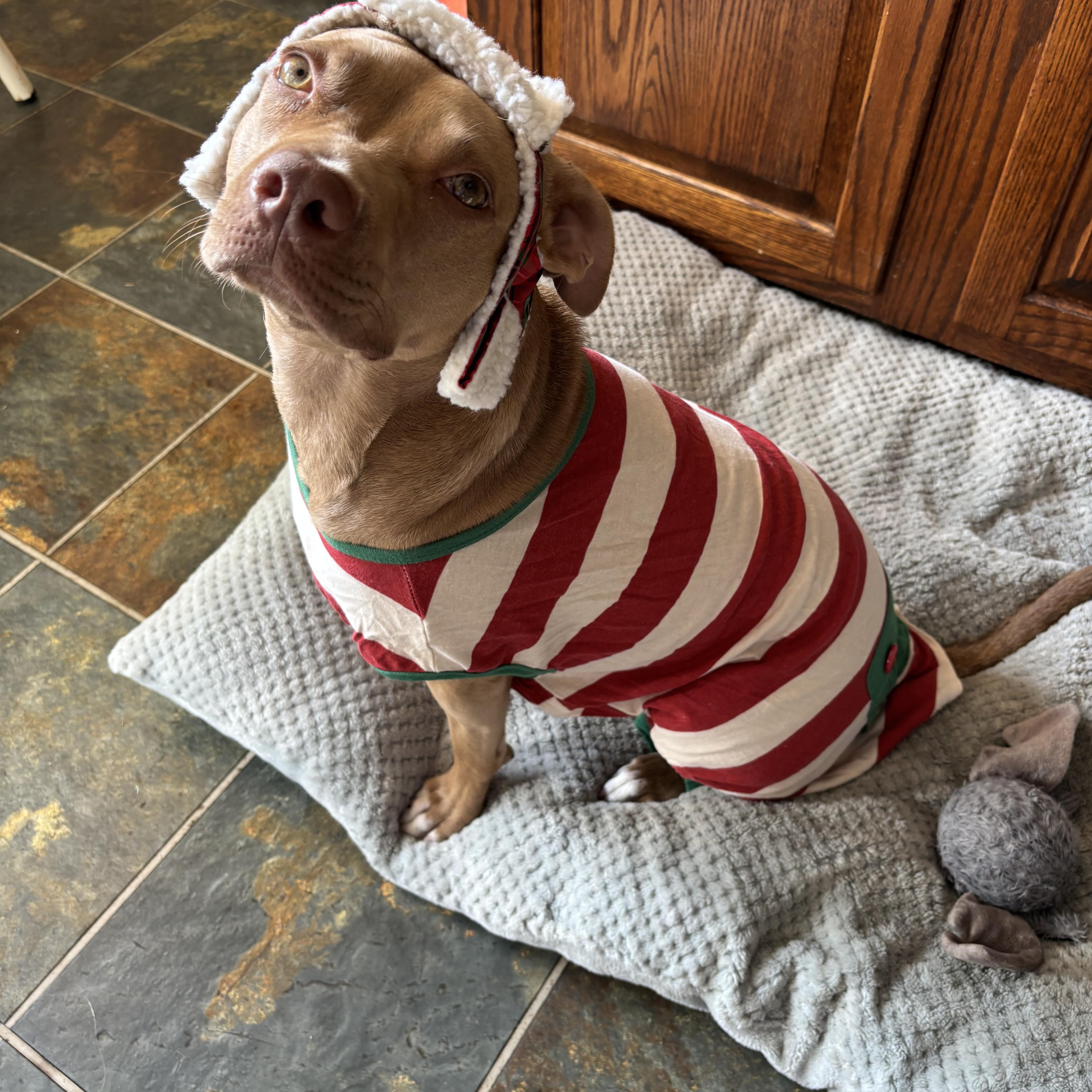 Enlarge Ava, a Adoptable mixed breed in Richmond, VA image 5/6