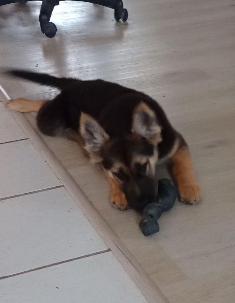 Ringo, Adoptable, Young Male German Shepherd Dog.