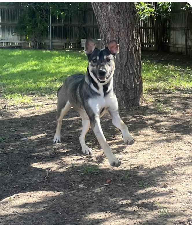 Enlarge Cypress, a Adoptable mixed breed in washington, DC image 1/6