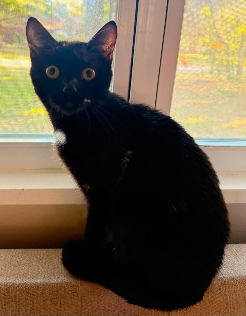 Georgia Bush, Adoptable, Kitten Female Domestic Short Hair.
