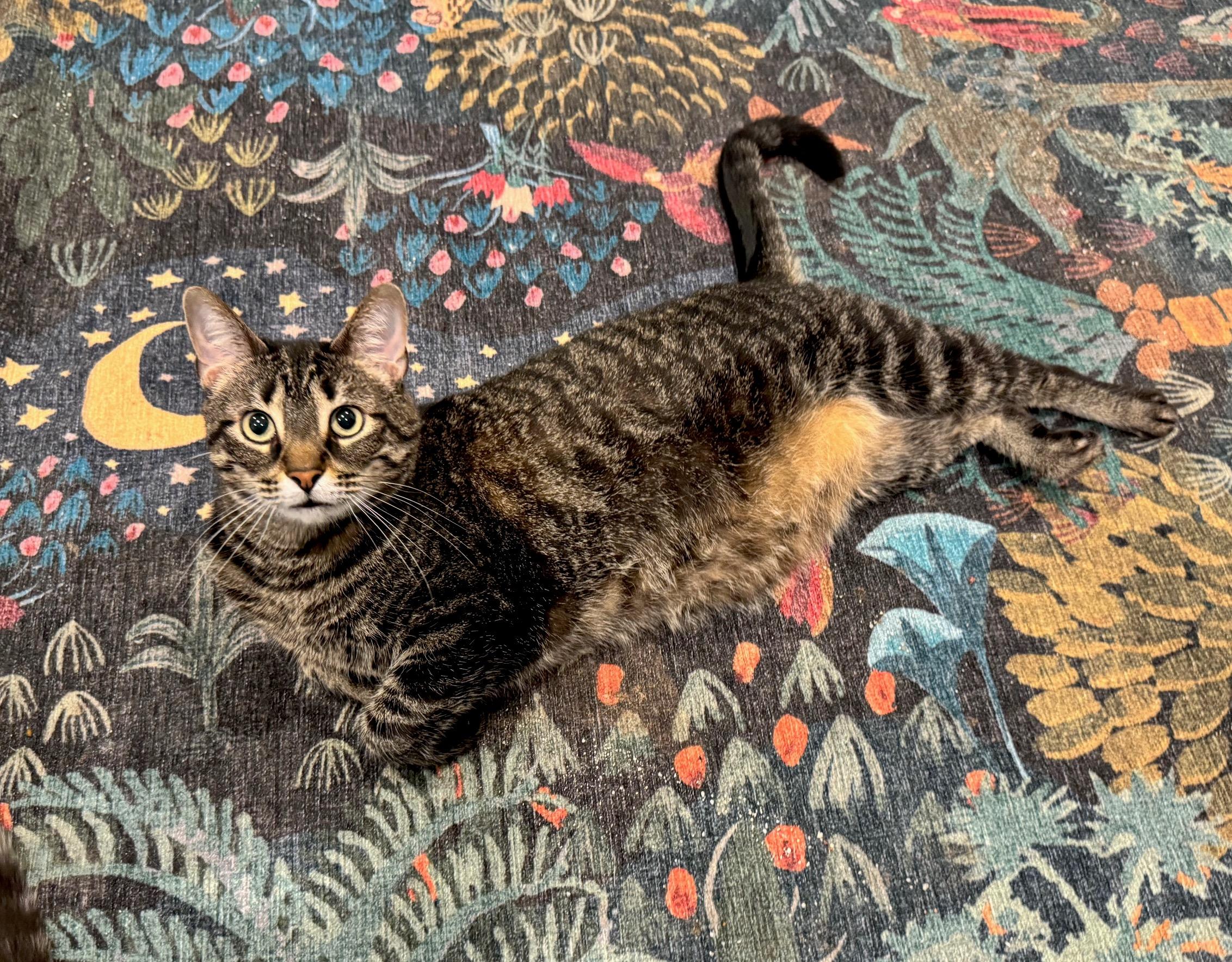 Ava, ADOPTABLE, Adult Female Domestic Short Hair.