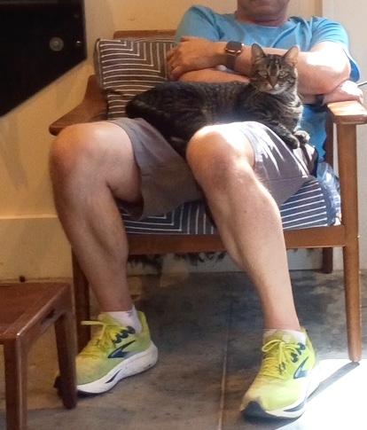 Enlarge Ava, a ADOPTABLE Domestic Short Hair in Savannah, GA image 2/2