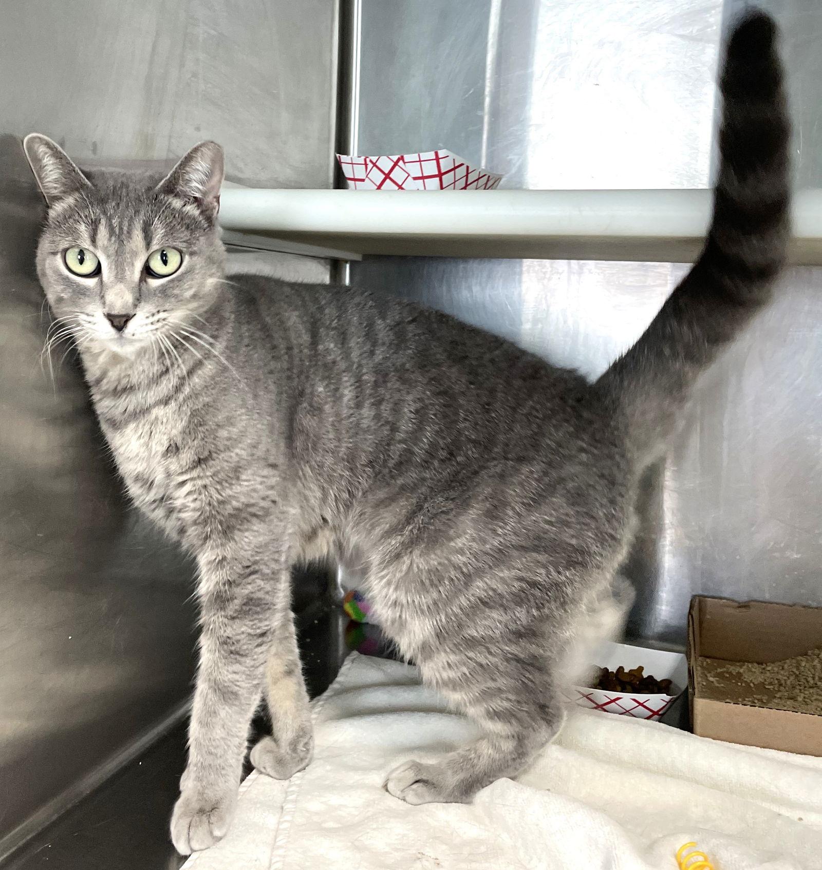 Enlarge Comet (cat), a Adoptable Tabby in Carrollton, GA image 1/3