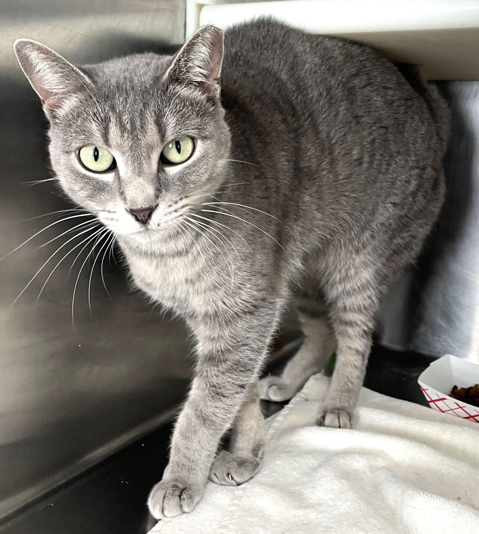 Enlarge Comet (cat), a Adoptable Tabby in Carrollton, GA image 2/3