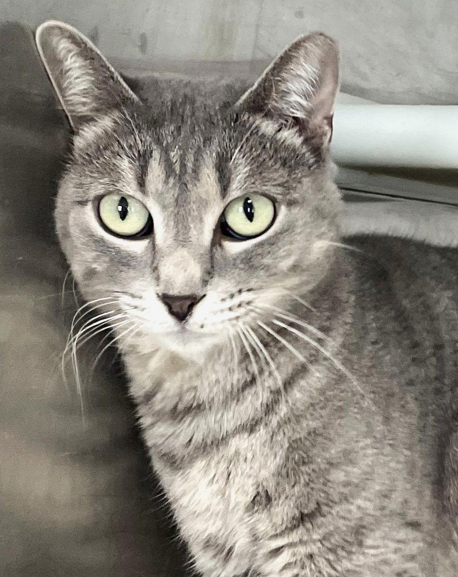 Enlarge Comet (cat), a Adoptable Tabby in Carrollton, GA image 3/3