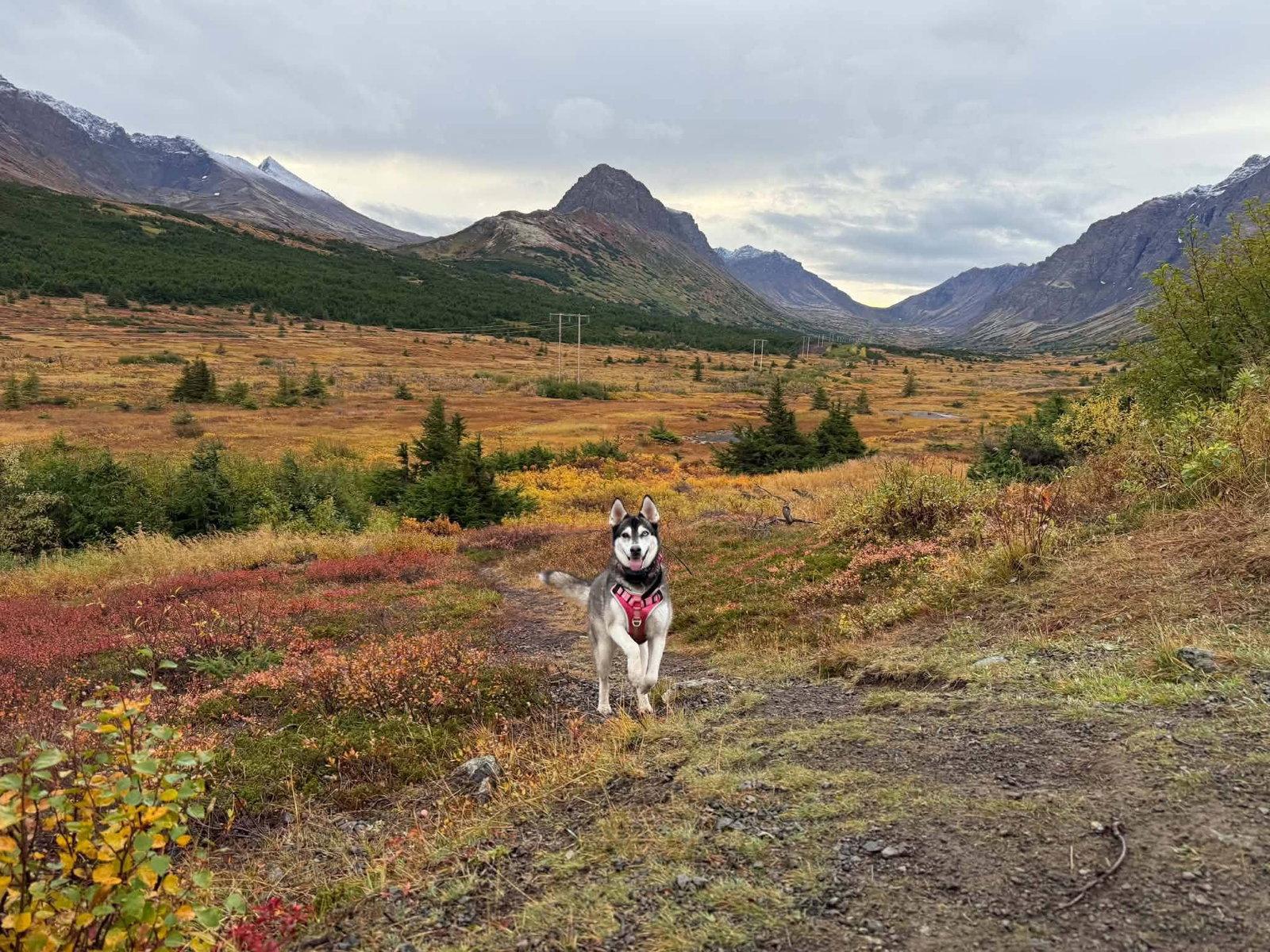Enlarge Skye, a Adoptable Husky in Anchorage, AK image 2/3