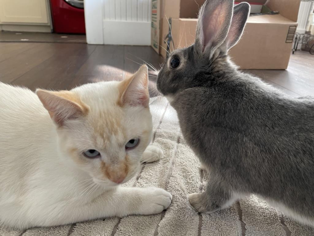 Willard & Fiver photo 2