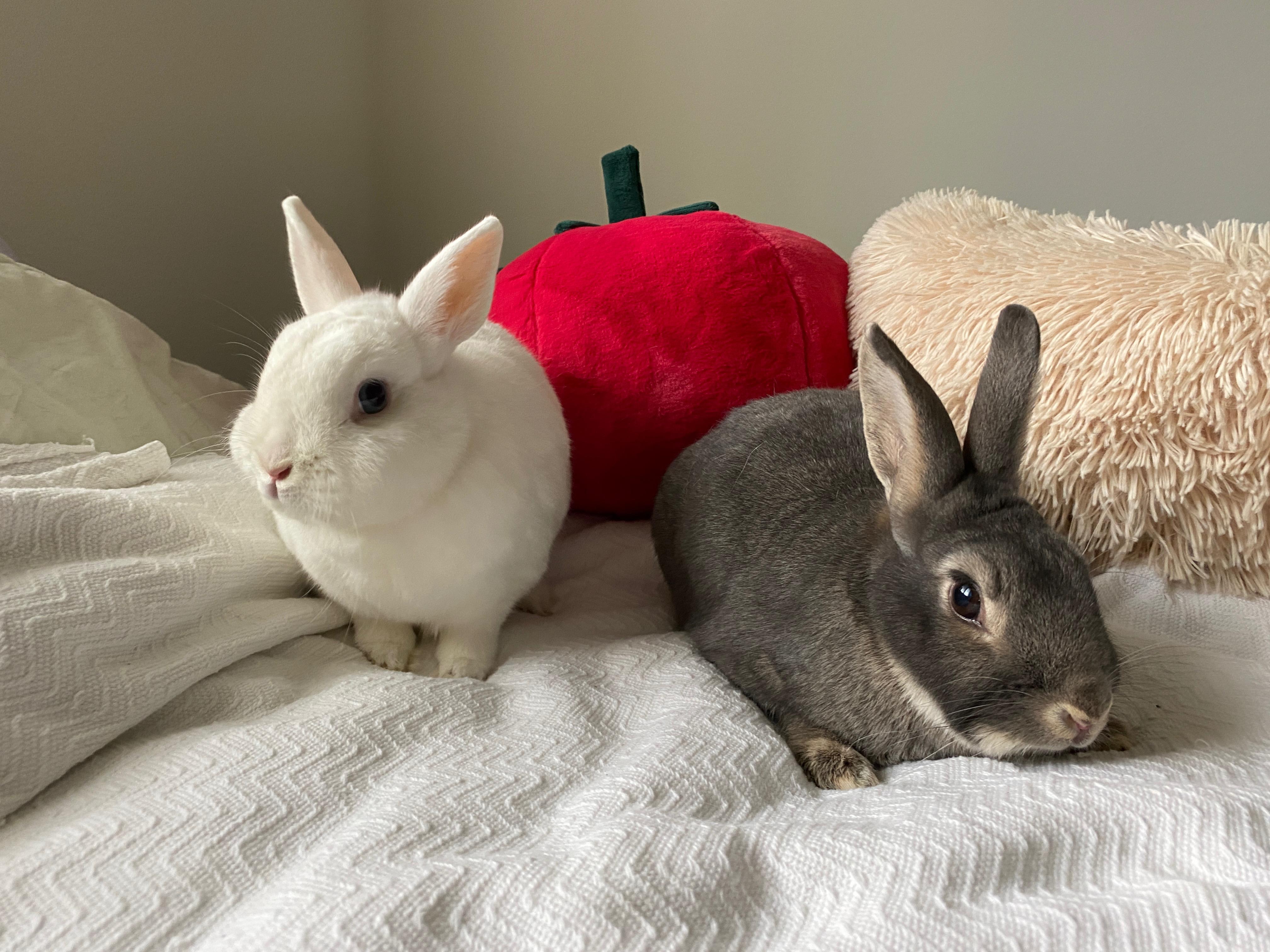 Willard & Fiver photo 4