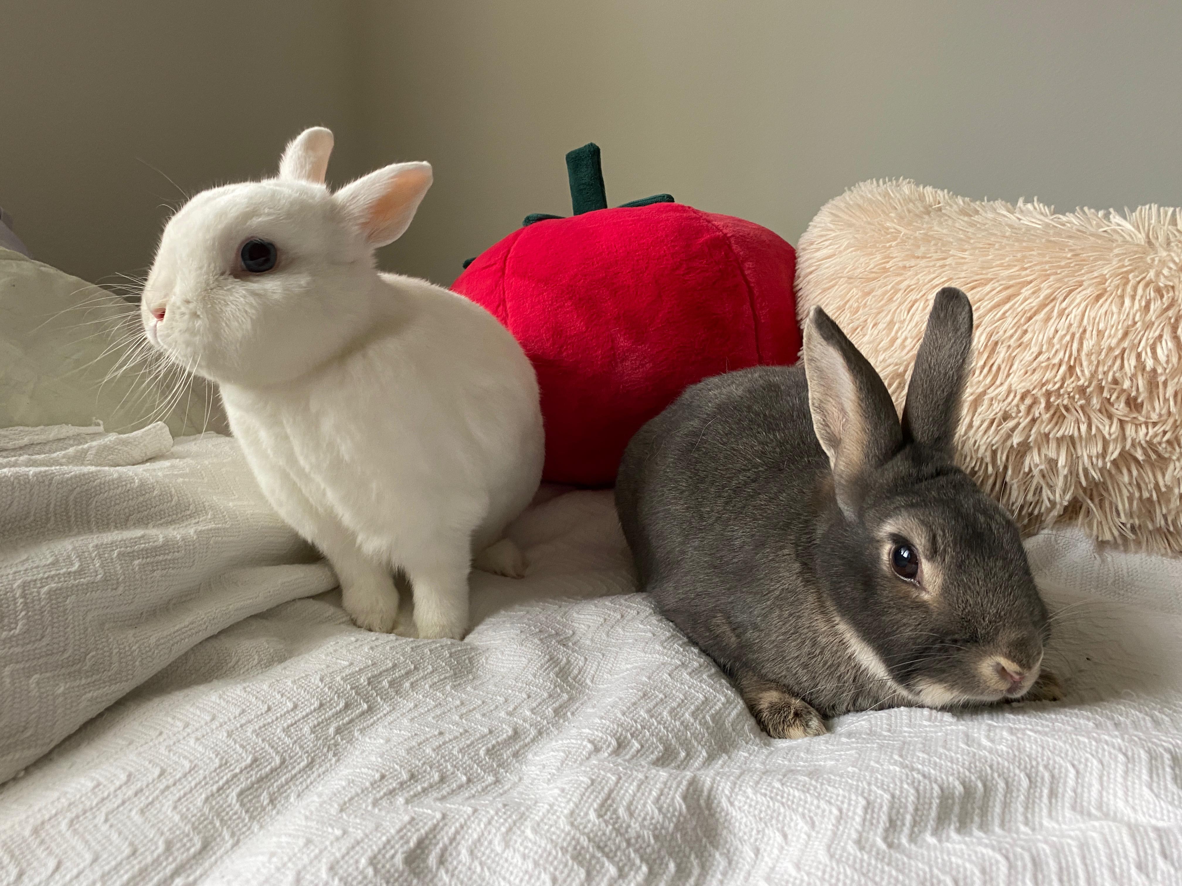 Willard & Fiver photo 5