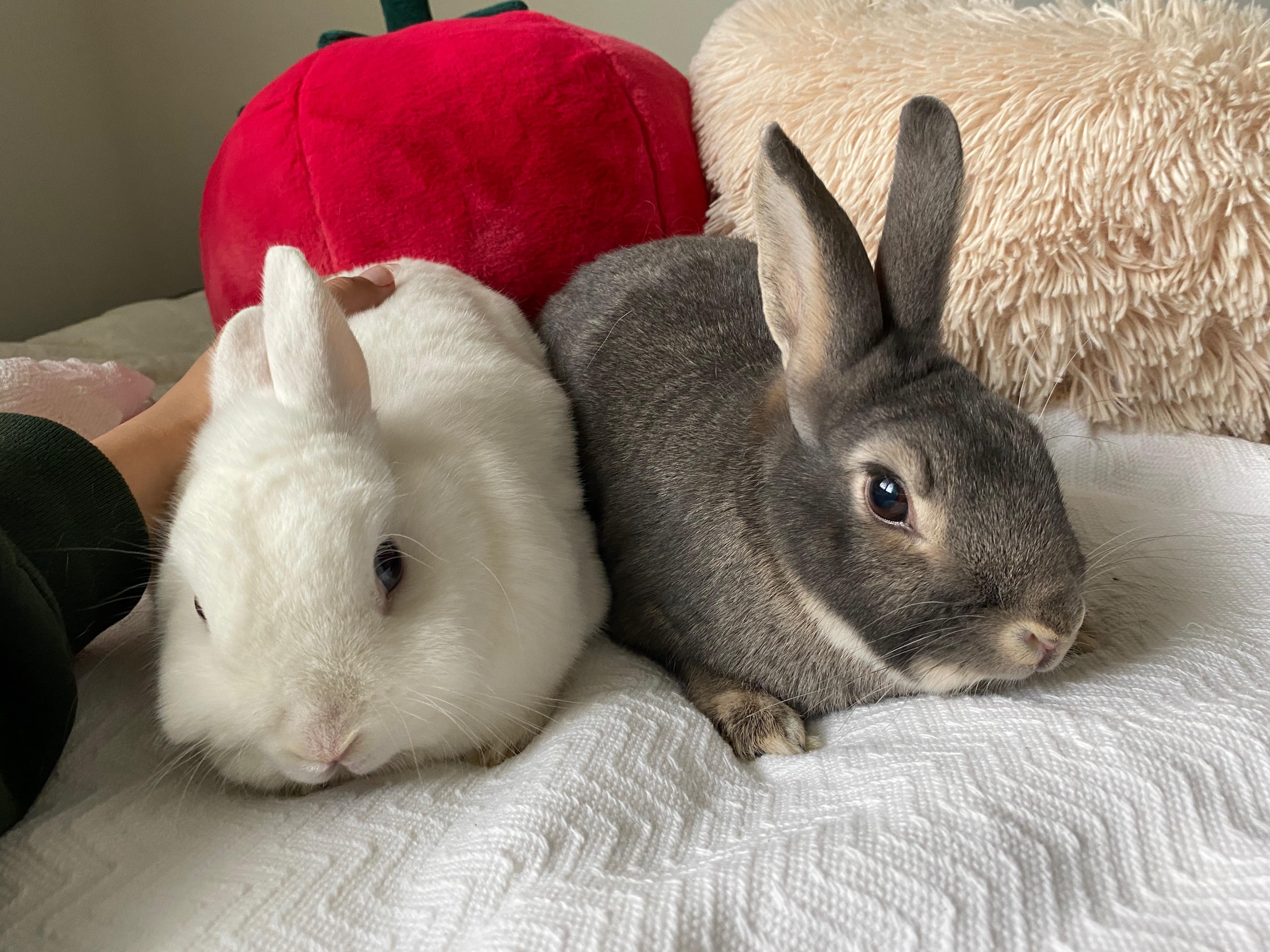 Willard & Fiver, Young Male Netherland Dwarf