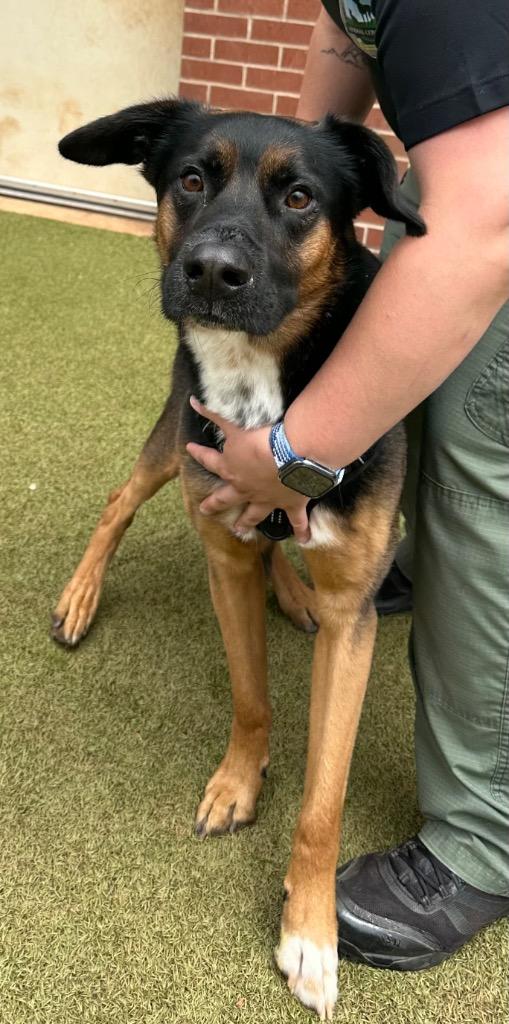Enlarge Theodore, a Adoptable mixed breed in Newcastle, OK image 2/2
