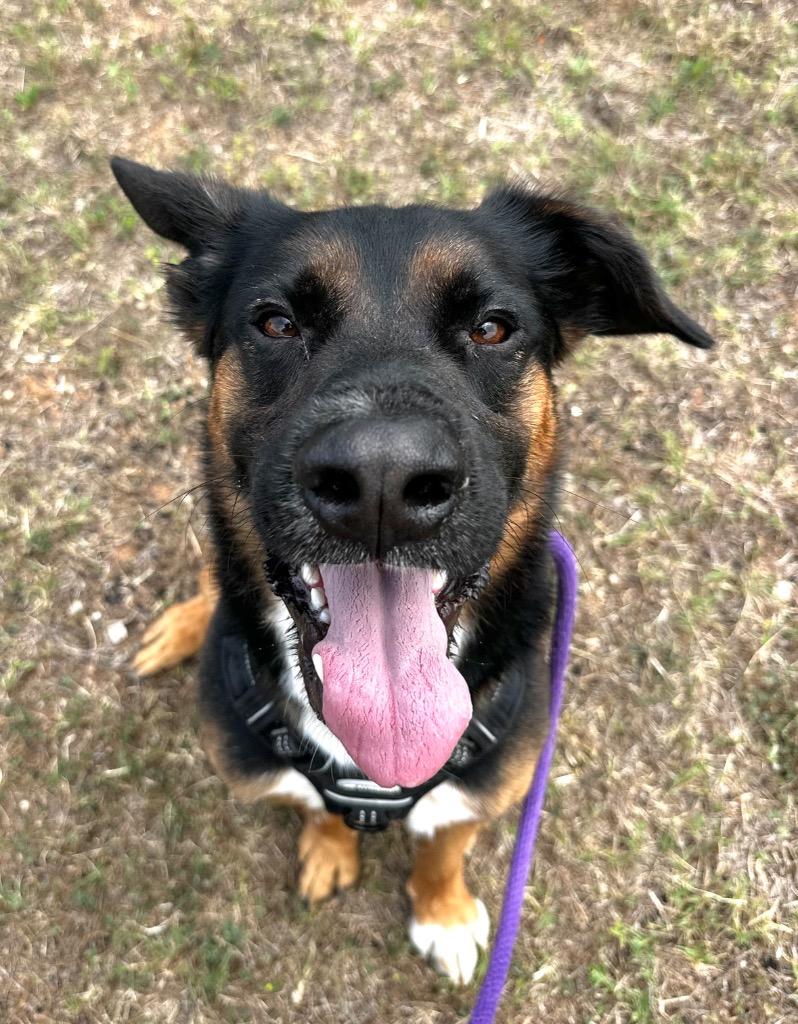 Enlarge Theodore, a Adoptable mixed breed in Newcastle, OK image 1/2