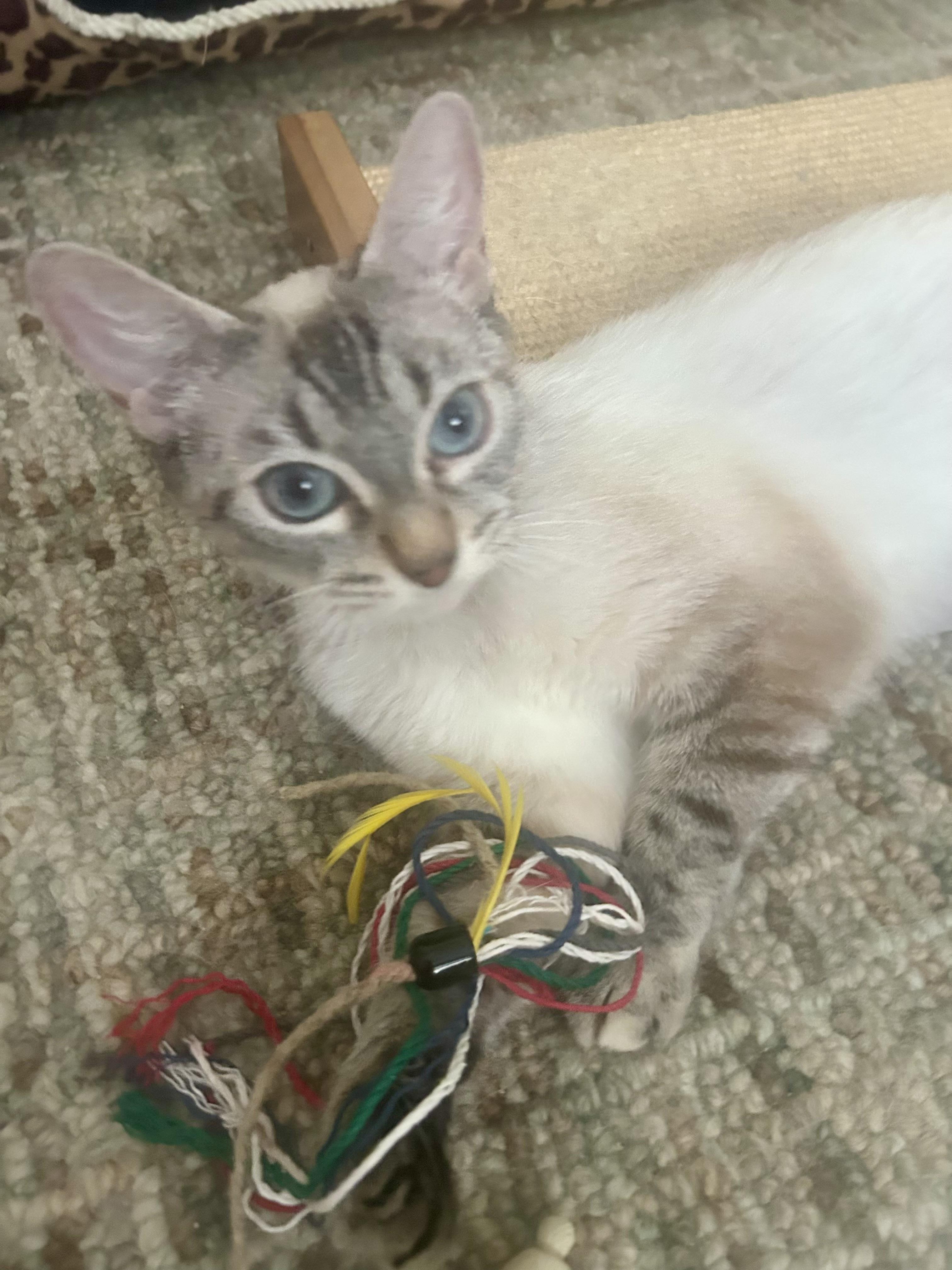 Zsa Zsa, Adopted, Young Female Domestic Short Hair.