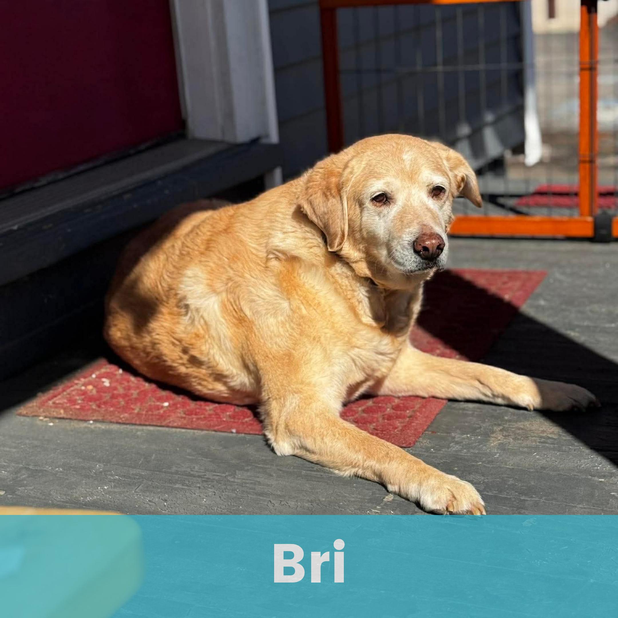 Enlarge Bri, a ADOPTABLE Mixed Breed in Rochester , NY image 1/4