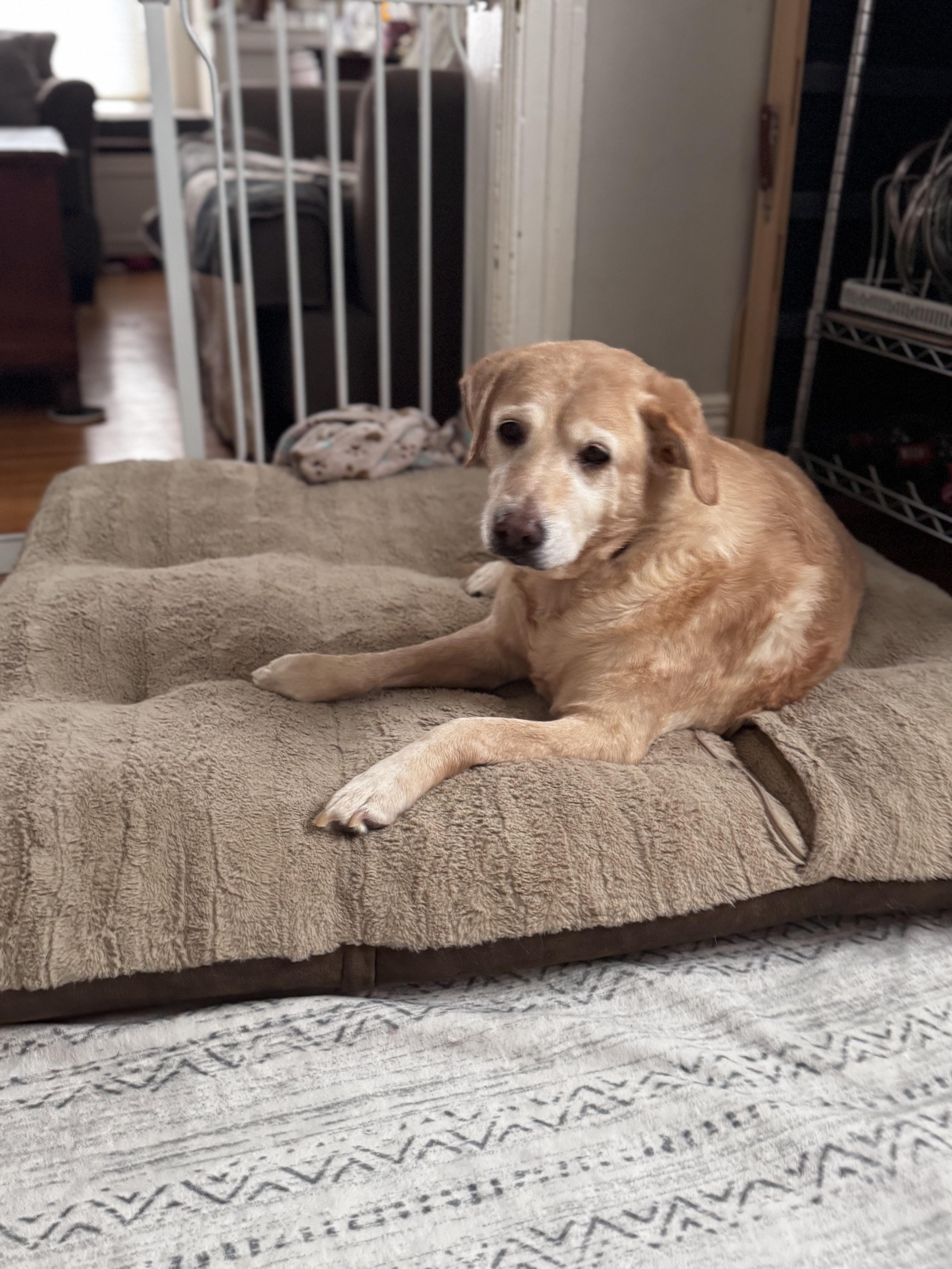 Enlarge Bri, a ADOPTABLE Mixed Breed in Rochester , NY image 3/4