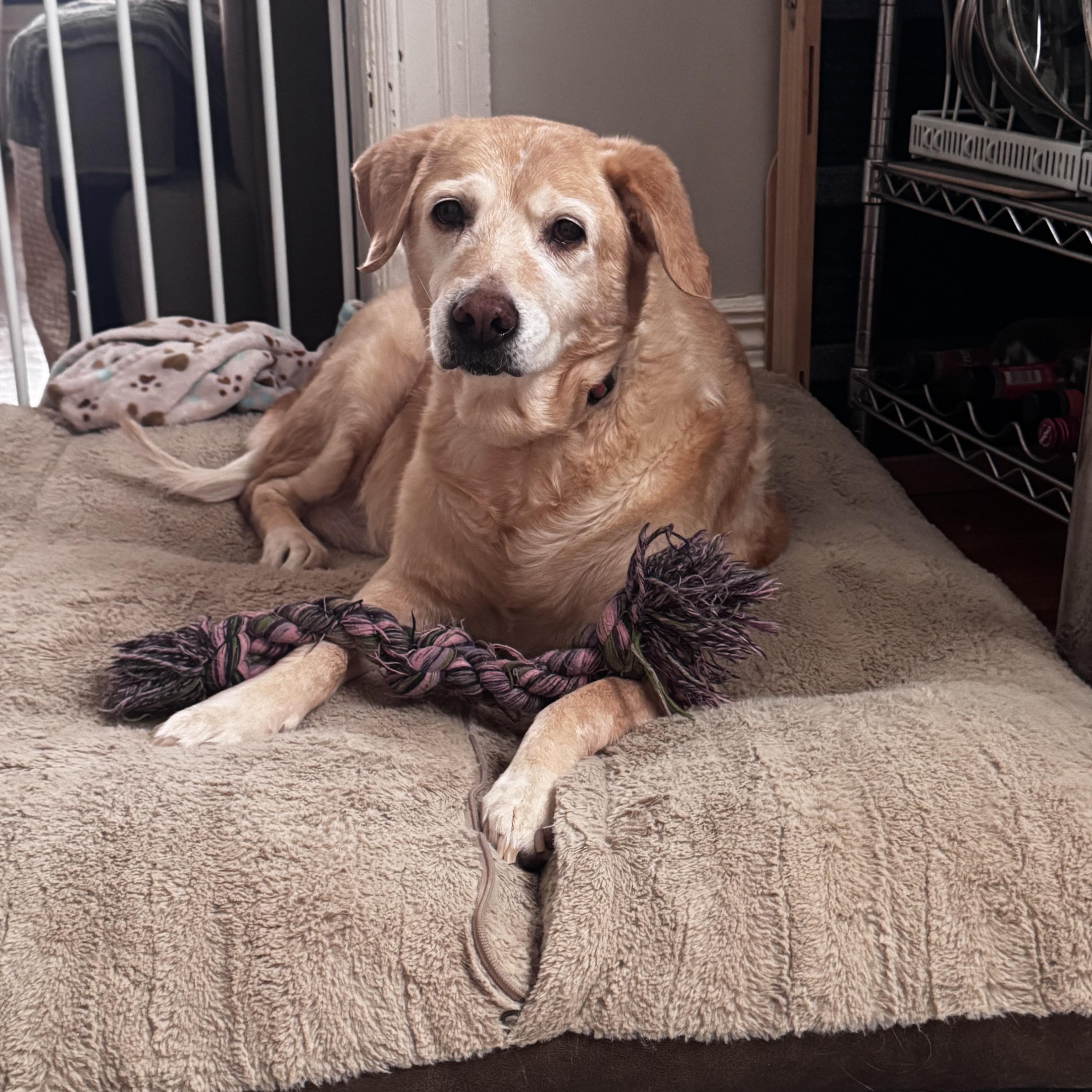 Enlarge Bri, a ADOPTABLE Mixed Breed in Rochester , NY image 2/4