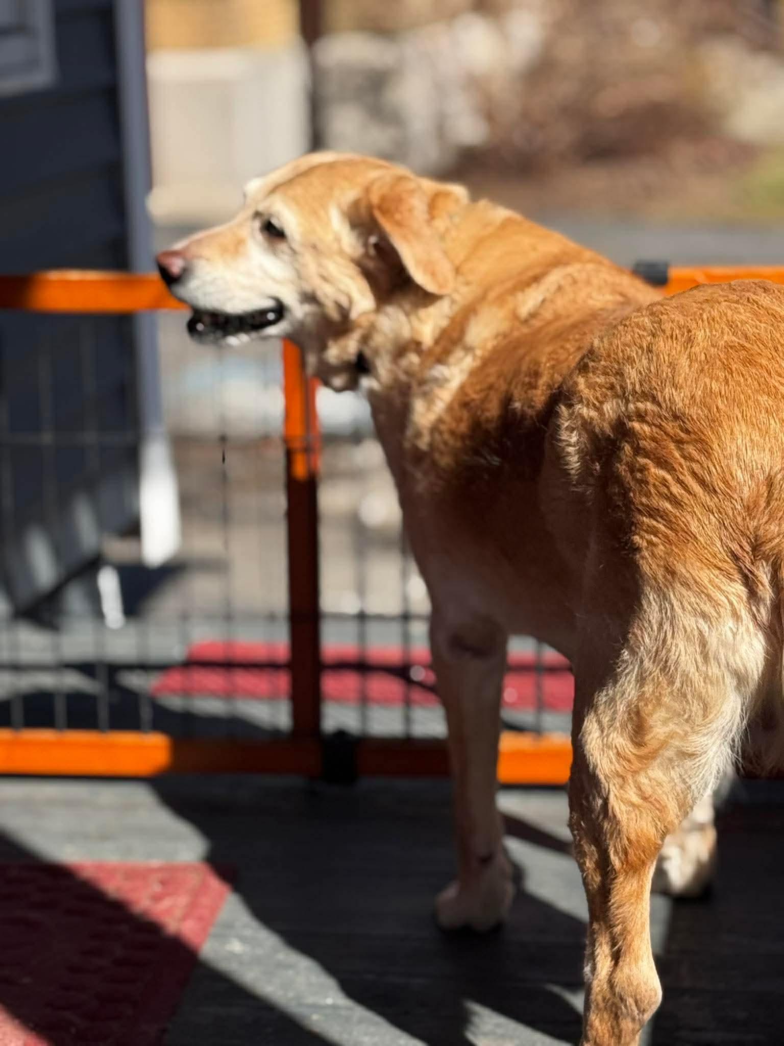 Enlarge Bri, a ADOPTABLE Mixed Breed in Rochester , NY image 4/4