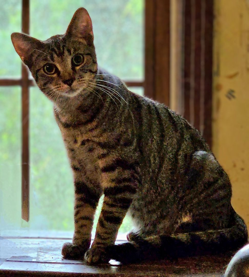 Derek, a Adoptable Domestic Short Hair in Hendersonville, TN image 1/6