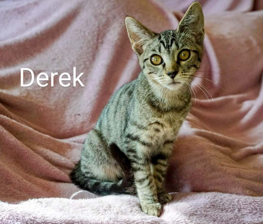 Derek, a Adoptable Domestic Short Hair in Hendersonville, TN image 2/6