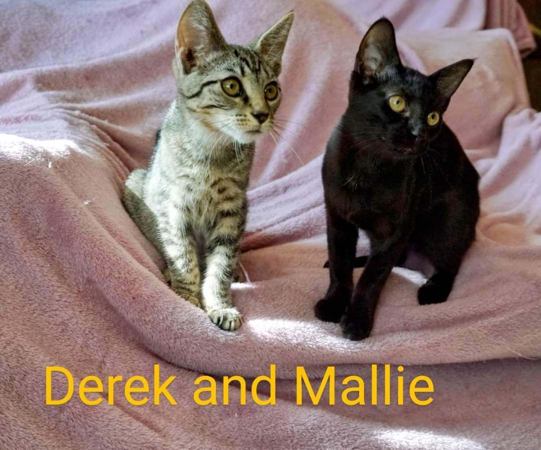 Derek, a Adoptable Domestic Short Hair in Hendersonville, TN image 3/6