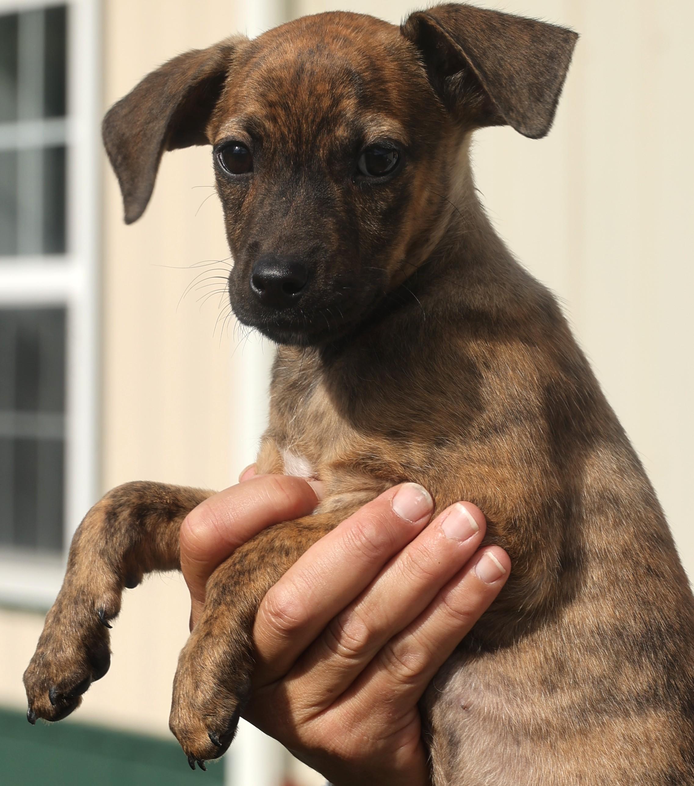 Quara-Available! www.lhar.dog to apply!