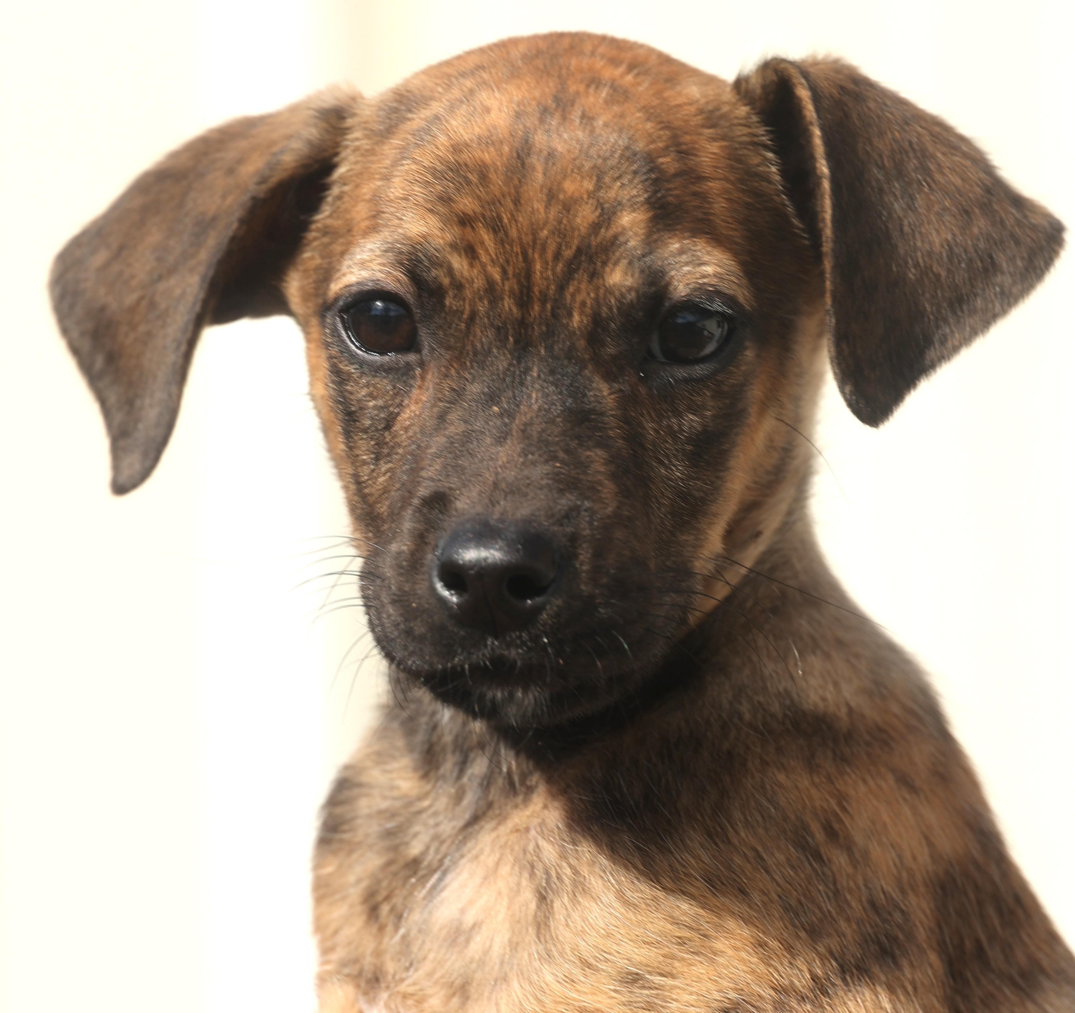 Quara-Available! www.lhar.dog to apply!