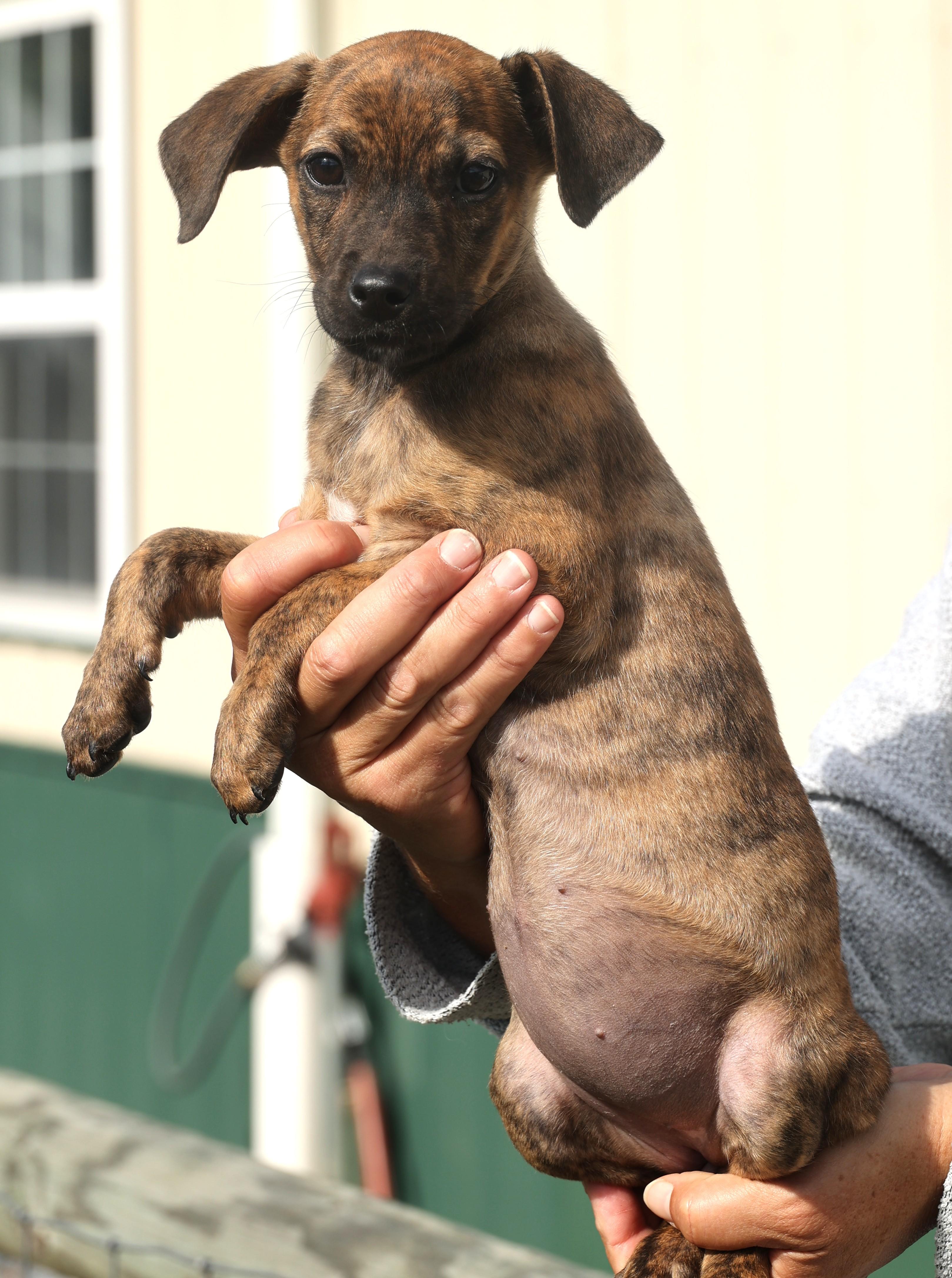 Quara-Available! www.lhar.dog to apply!