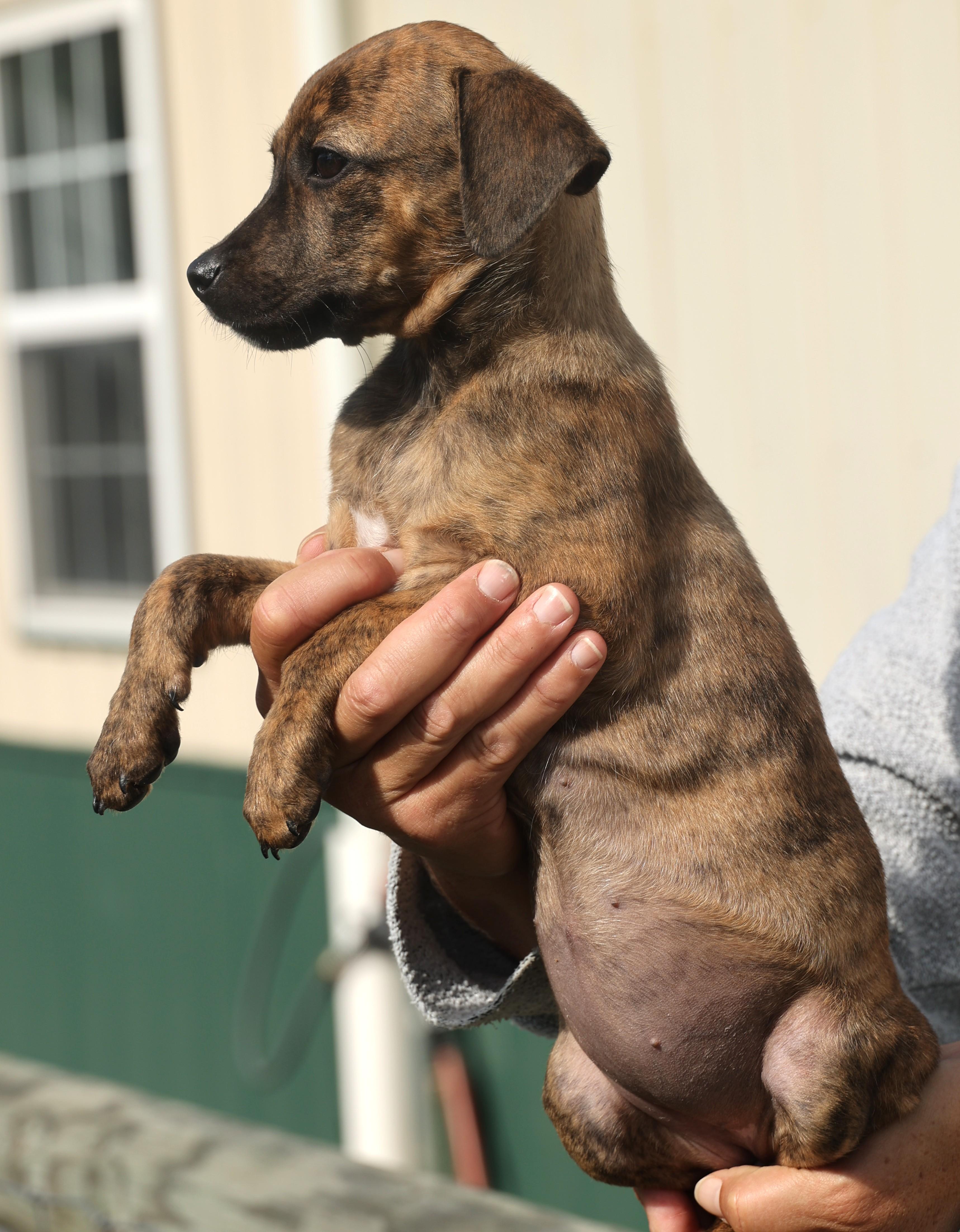 Quara-Available! www.lhar.dog to apply!