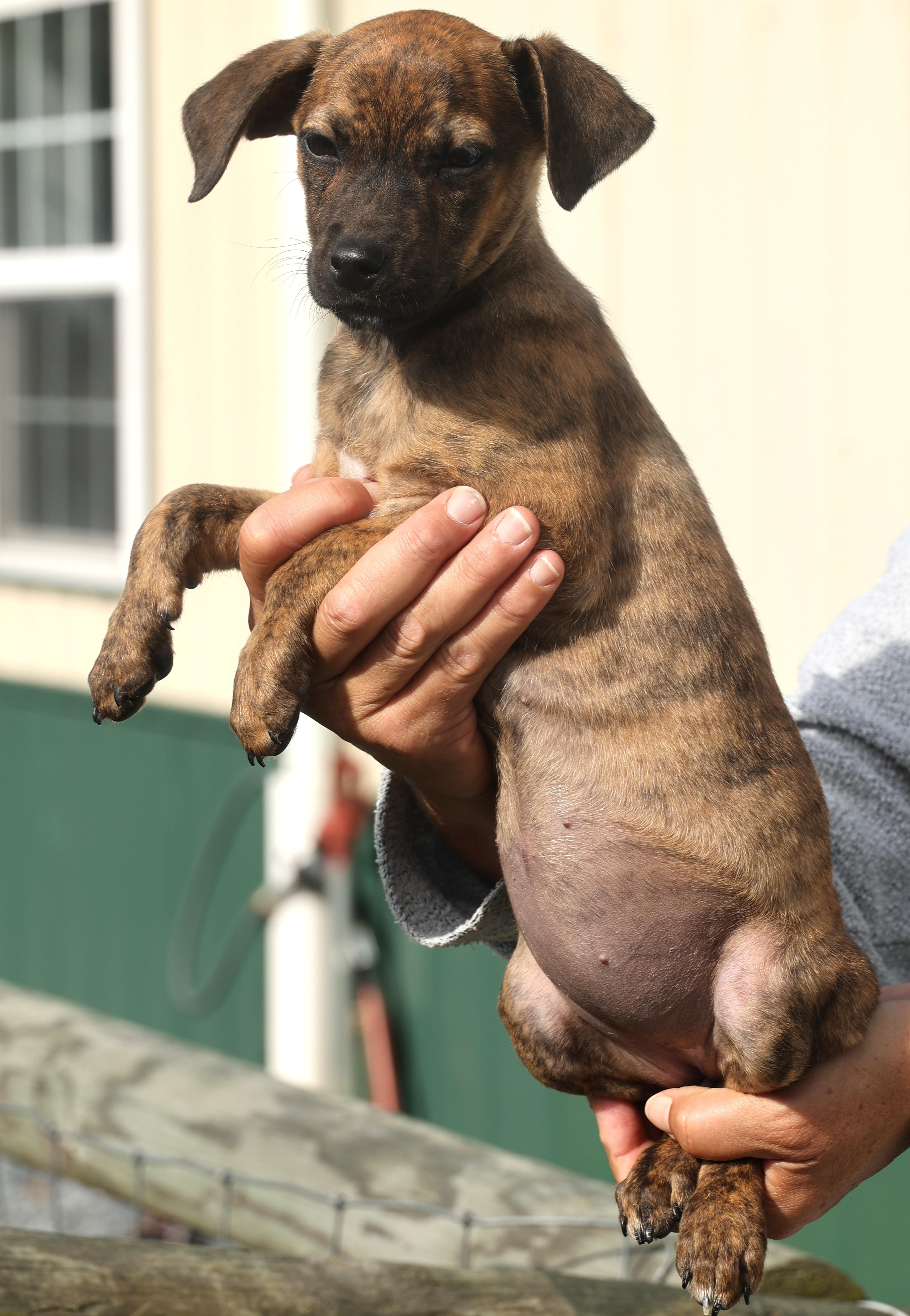 Quara-Available! www.lhar.dog to apply!