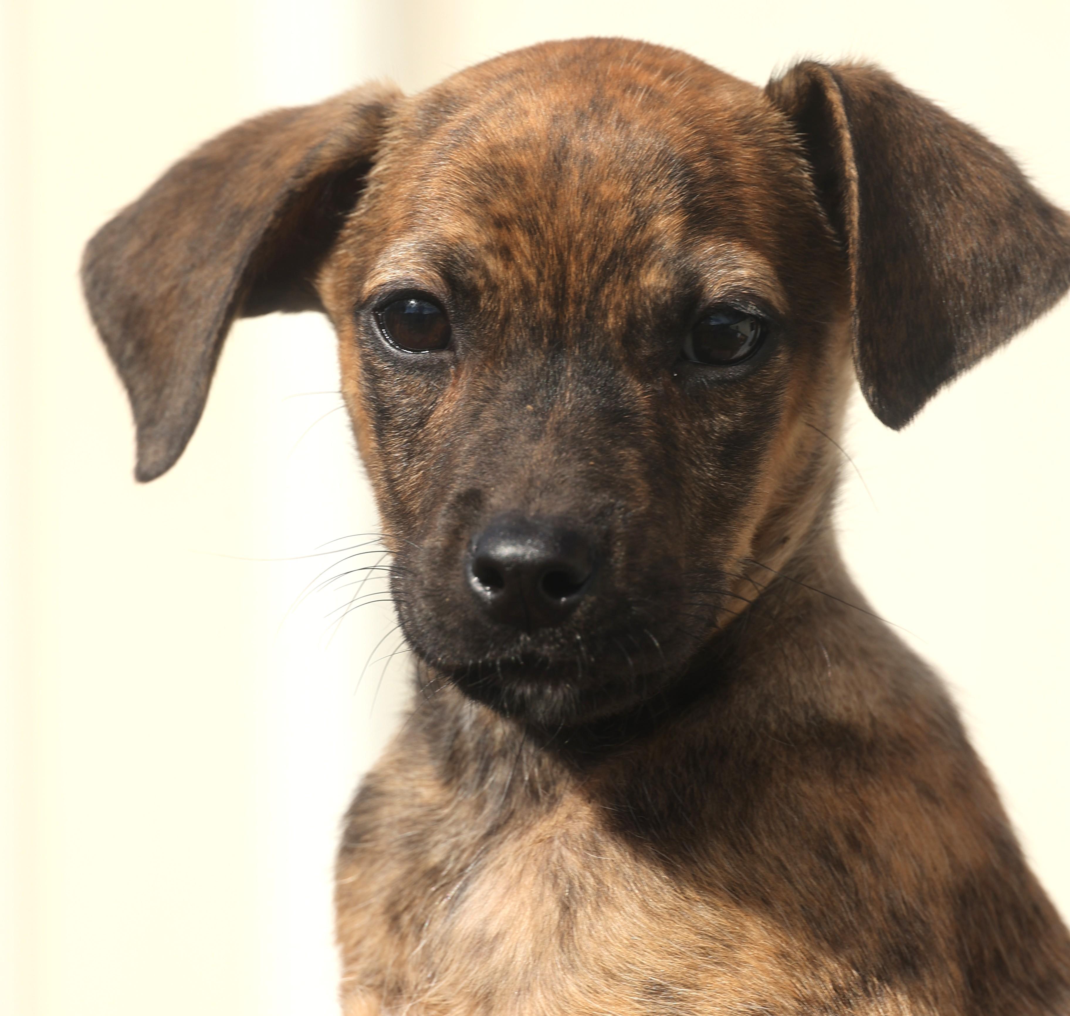 Quara-Available! www.lhar.dog to apply!