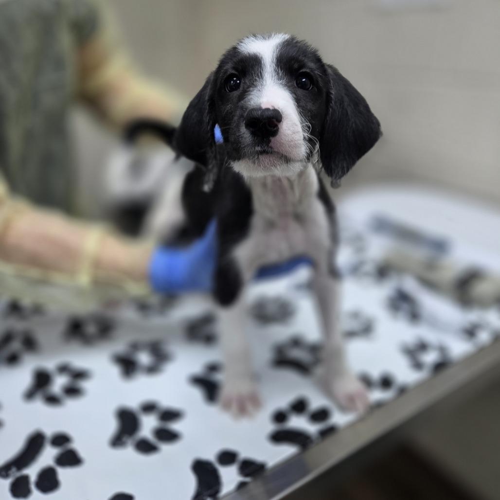 Hamster, Adoptable, Puppy Male Standard Poodle & Labrador Retriever.