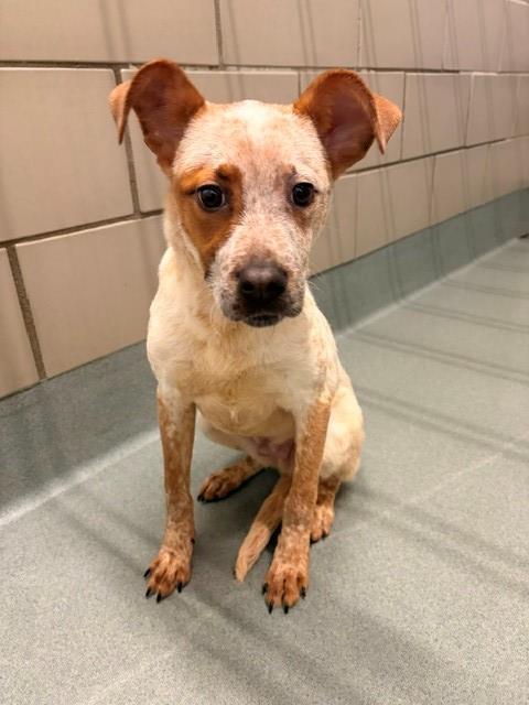 GOOFY, Adoptable, Young Male Australian Cattle Dog / Blue Heeler & Mixed Breed.