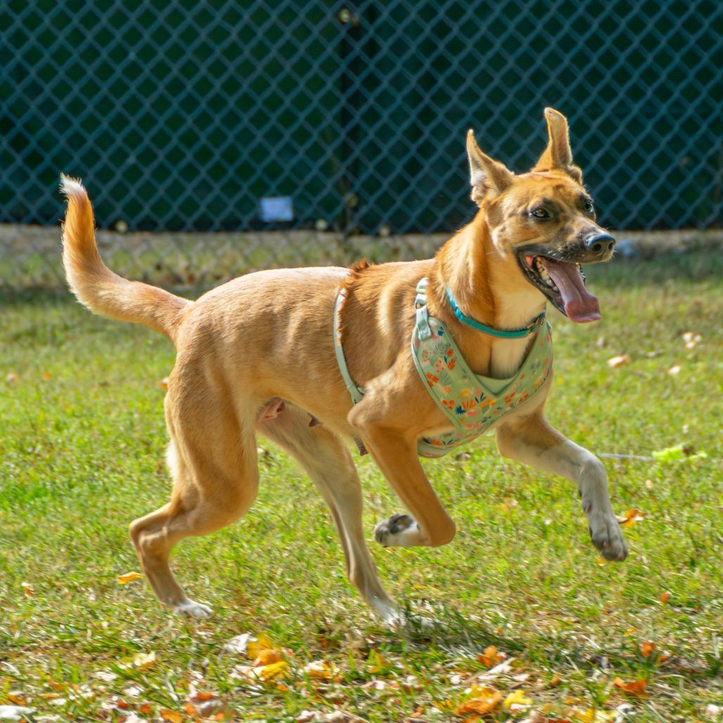 Enlarge Cider, a Adoptable Mixed Breed in Saint Charles, MO image 1/6