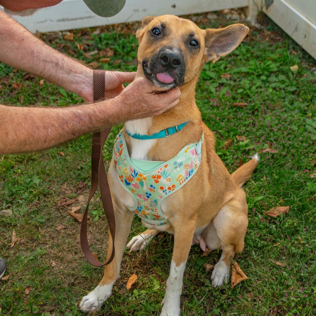 Enlarge Cider, a Adoptable Mixed Breed in Saint Charles, MO image 2/6