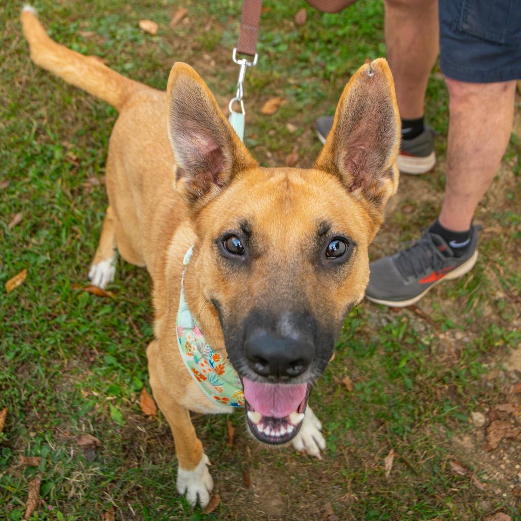 Enlarge Cider, a Adoptable Mixed Breed in Saint Charles, MO image 3/6