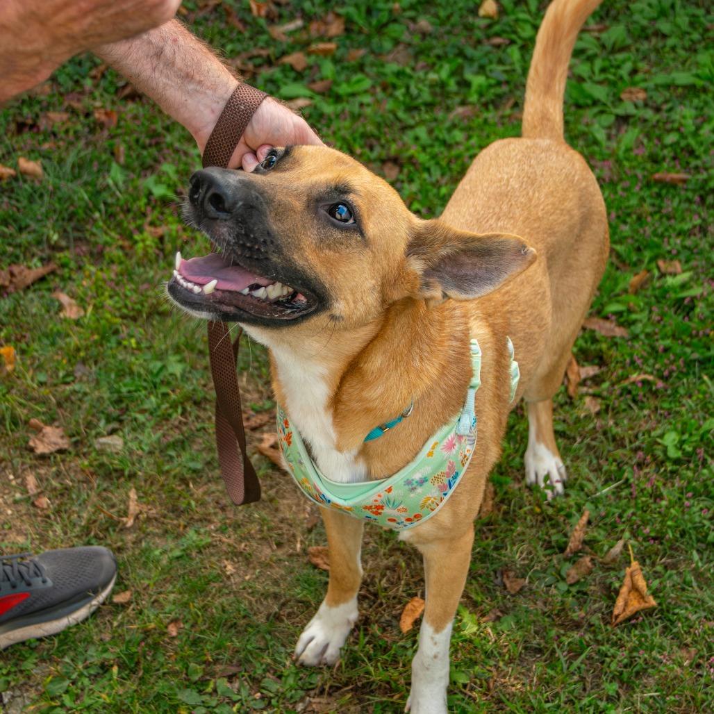 Enlarge Cider, a Adoptable Mixed Breed in Saint Charles, MO image 3/6