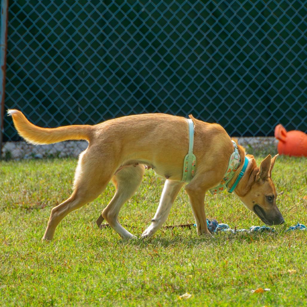 Enlarge Cider, a Adoptable Mixed Breed in Saint Charles, MO image 4/6
